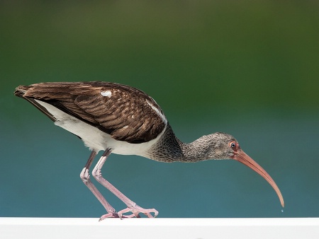 Ibis