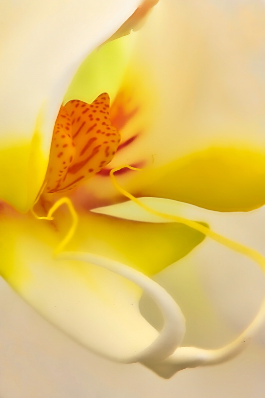 Inner  Orchid