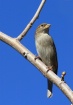 Backyard Birds: F...