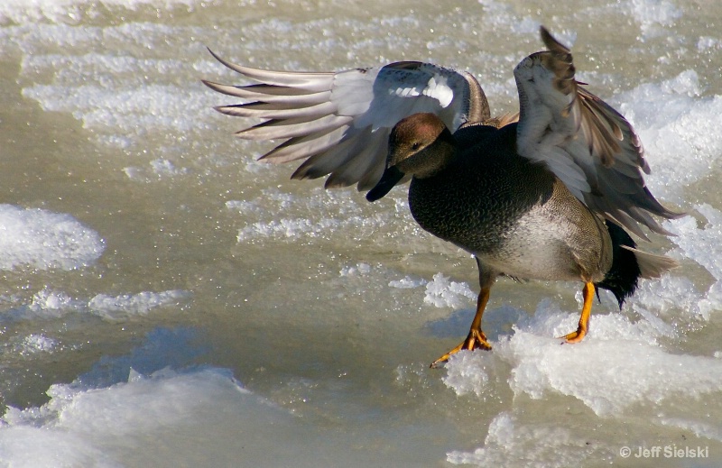A Cold Icey Landing!!  Gadwall Duck 