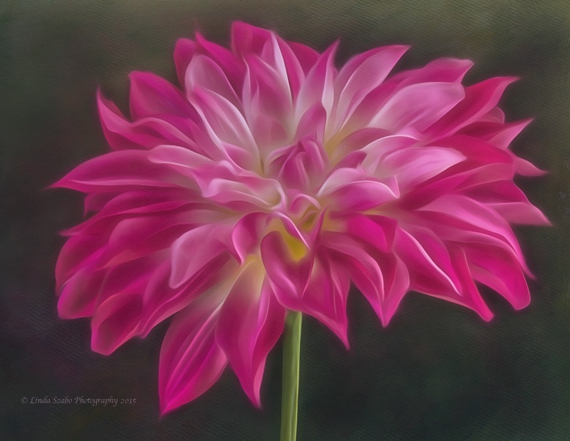 Silk Dahlia