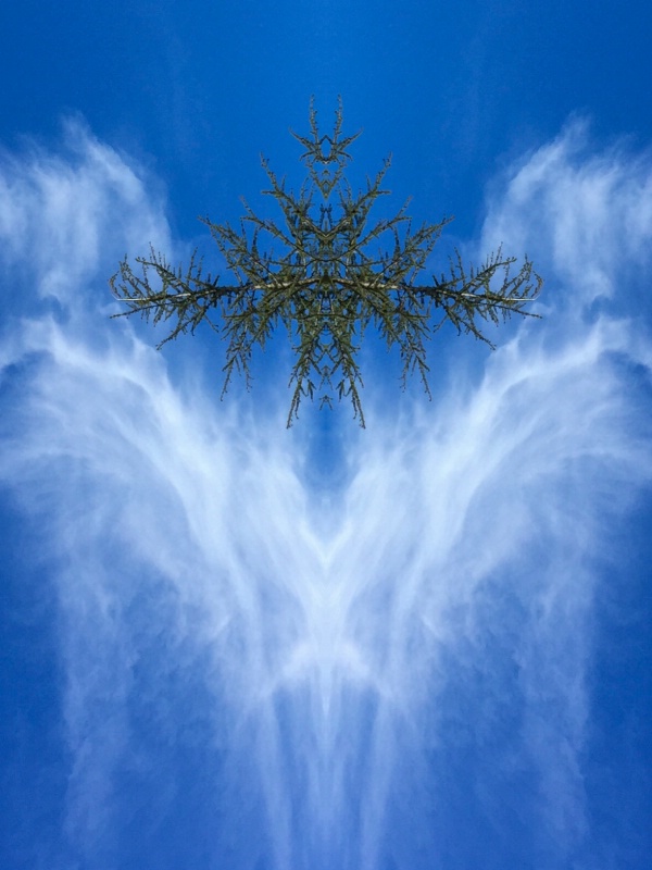 Cloud and Tree Tops 2