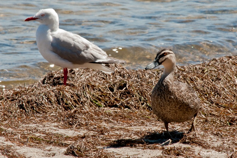 A Duck and a Seagull.