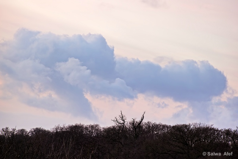 Winter Cloud