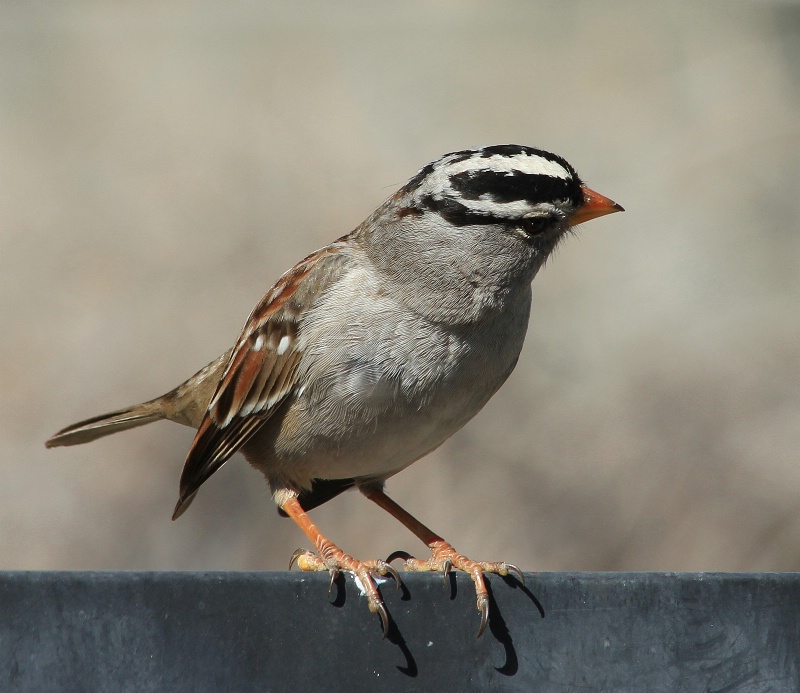 Backyard Birds:  On the Fence