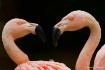 Face Off