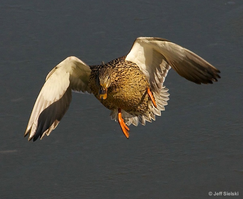 Coming For You!!  Mallard Duck In Flight 
