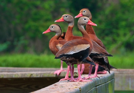 Duck Congregation