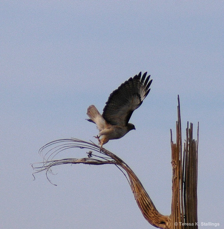hawk flying off cactus spine