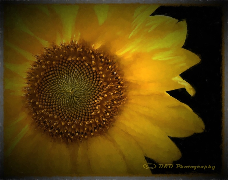 Back lit Sunflower