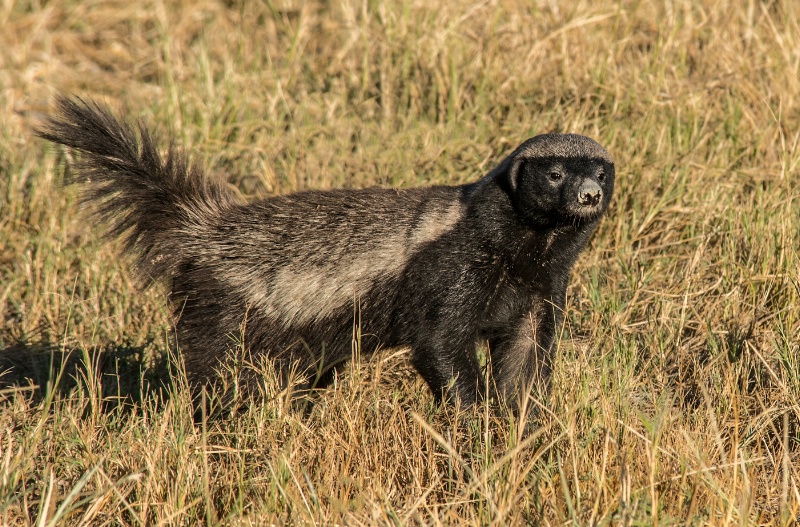 Honey Badger on alert!