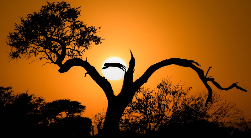 Leopard leaping in mid air