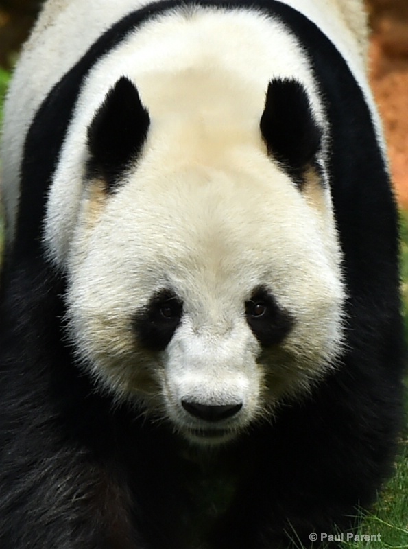 The Big Panda - ID: 14836177 © paul parent