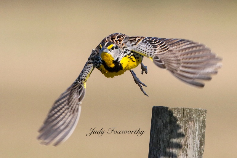 Eastern Meadowlark In Flight