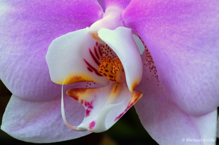 Dow Orchid