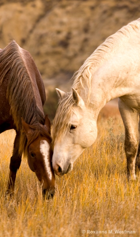 Little lovin - Wild stallion and mare - ID: 14836232 © Roxanne M. Westman