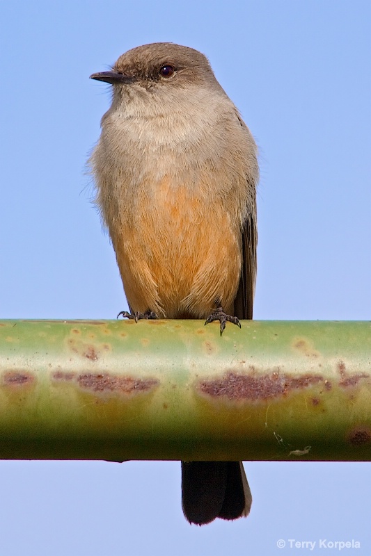 Say's Phoebe - ID: 14836346 © Terry Korpela