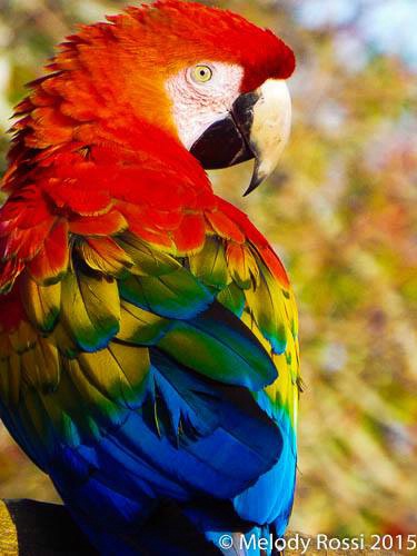 red macaw parrot