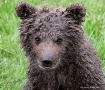 Curious Bear Cub