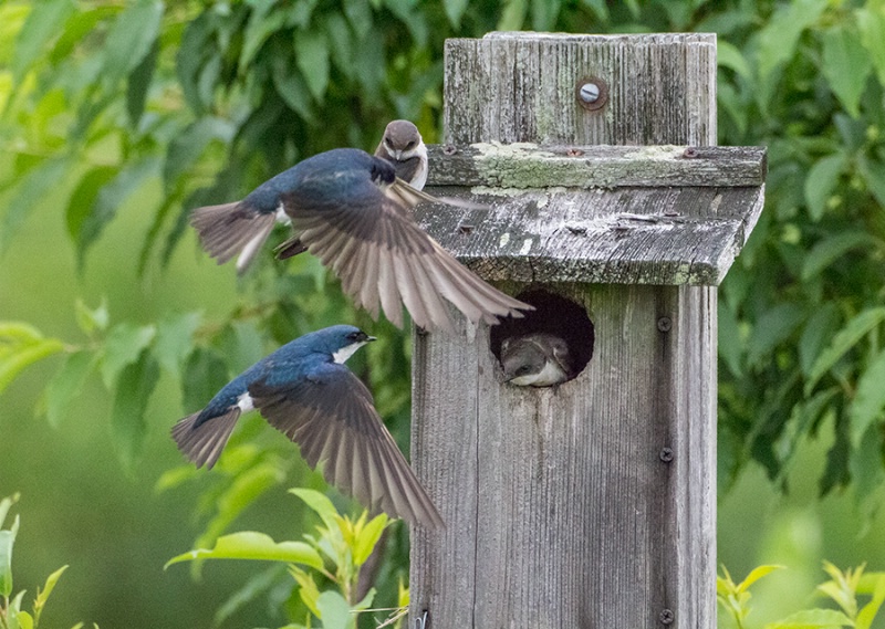 Open House at the Swallow's 