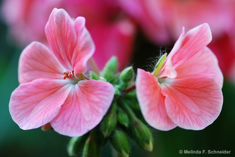 Geranium