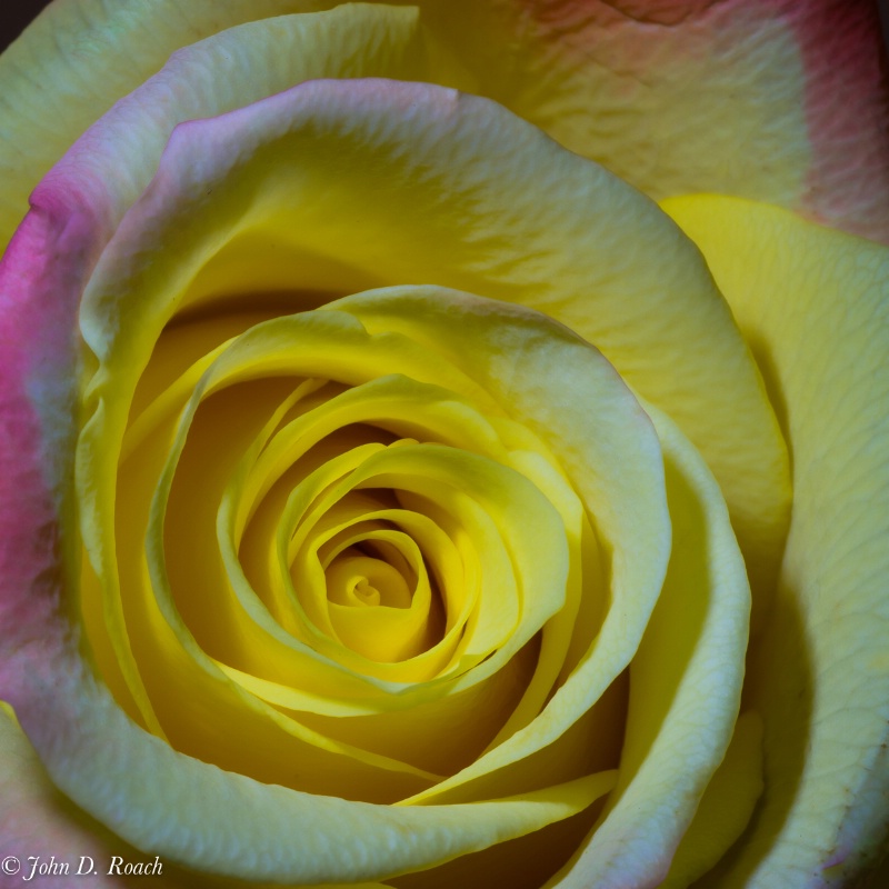 Lovely soft rose