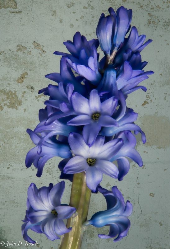 Soft hyacinth against concert