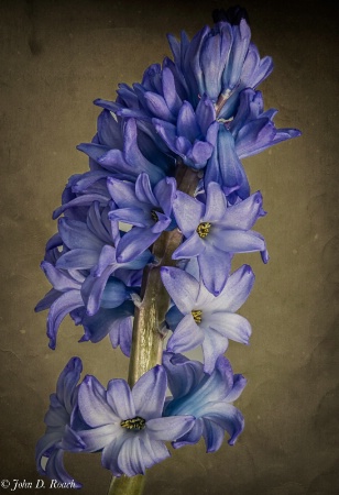 Hyacinth for you