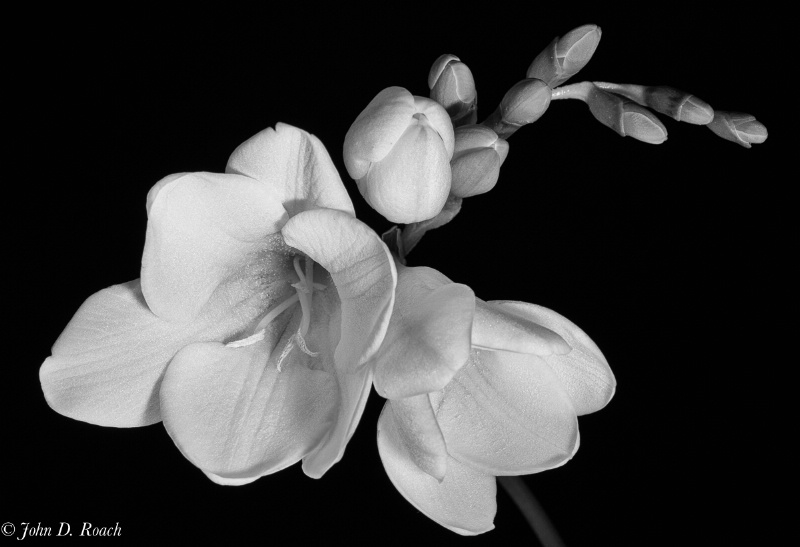 Freesia in B&W