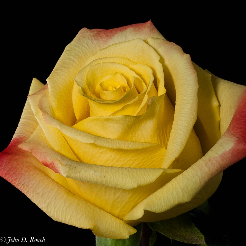 Red fringed yellow rose