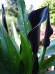 Black Calla Lily