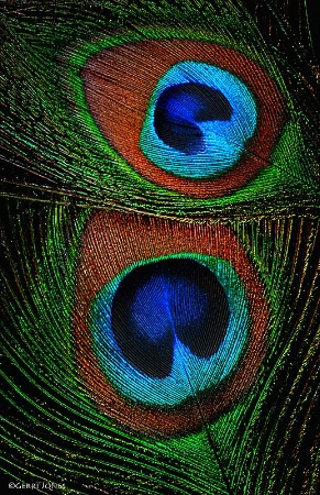 Peacock Eyes