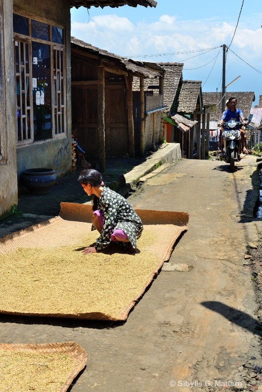 Rice is dried and sorted out on the street  - ID: 14836712 © Sibylle G. Mattern