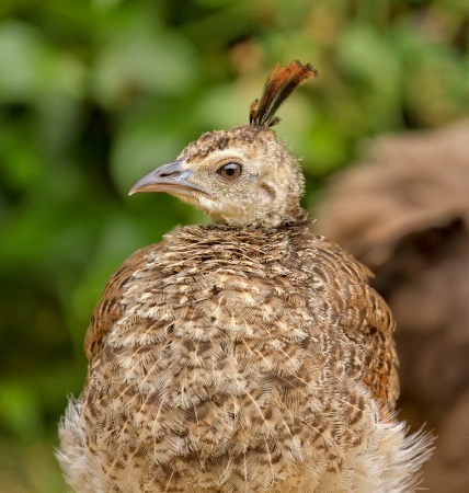 Baby peahen