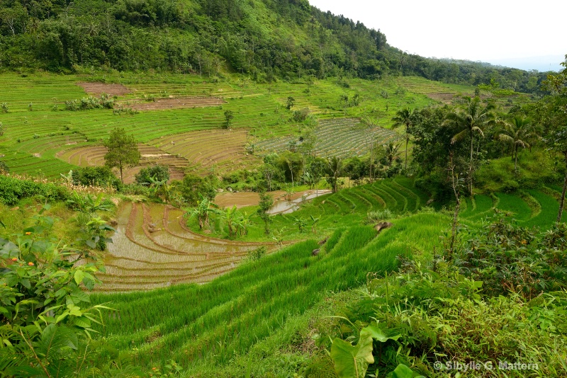 fertile Selogriyo Valley, Java - ID: 14836747 © Sibylle G. Mattern