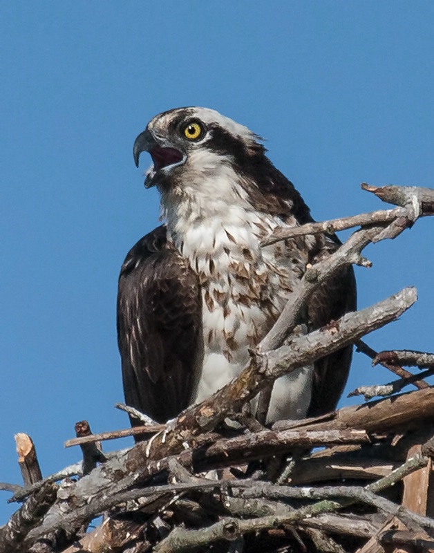 Osprey  Calling    