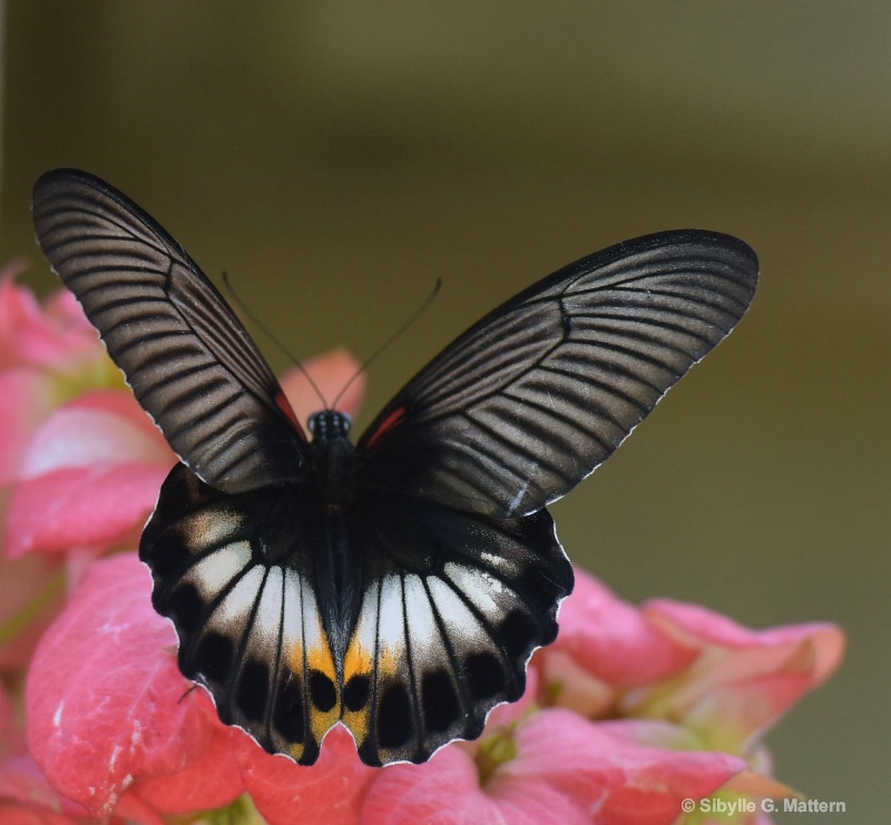 butterfly - ID: 14836774 © Sibylle G. Mattern