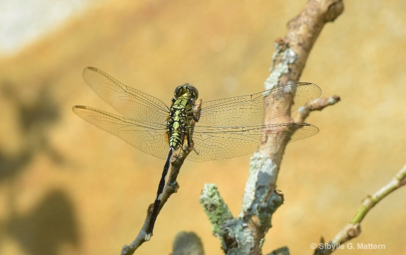 dragonfly - ID: 14836833 © Sibylle G. Mattern