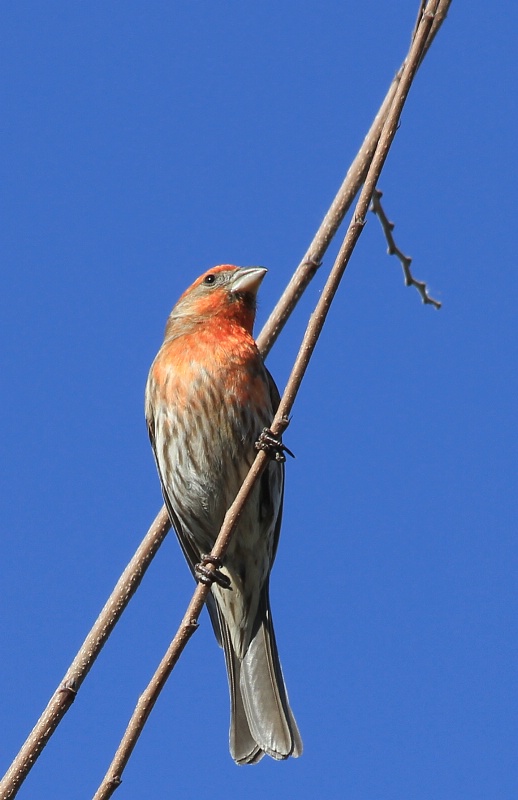 Backyard Birds:  Between Branches