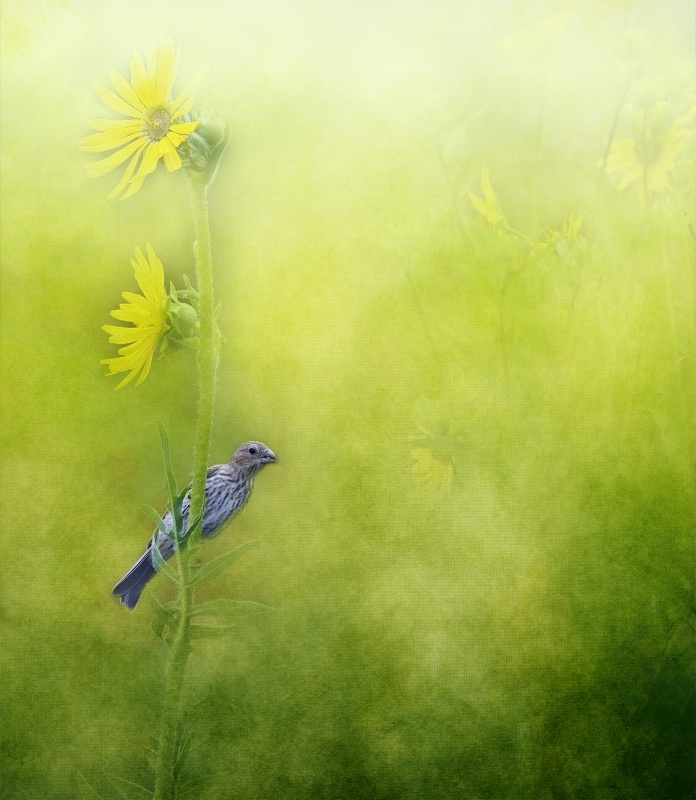 Finch and Flowers