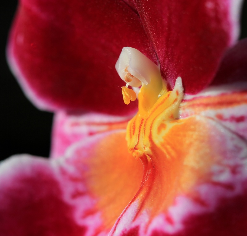 Orchid