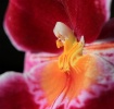 Orchid
