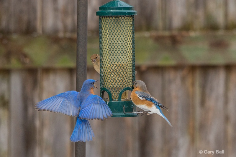 Bluebirds talking on a feeder
