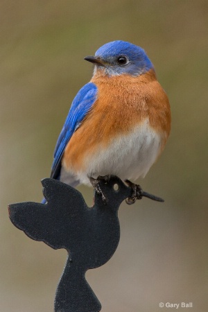 Bluebird perched