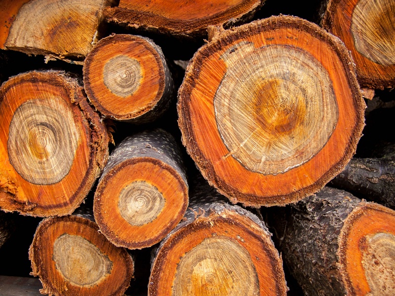 Wood cuts - apricot tree