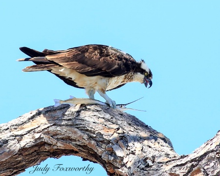 Osprey With A Needle Fish