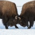 © Annie Katz PhotoID # 14836933: altercation