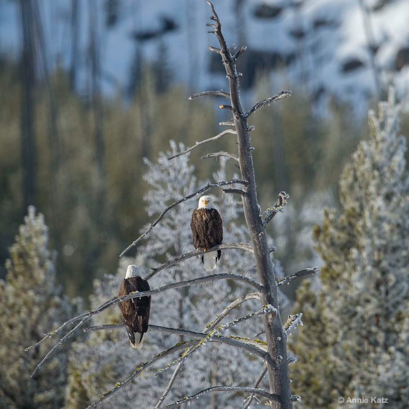 two bald eagles - ID: 14837160 © Annie Katz