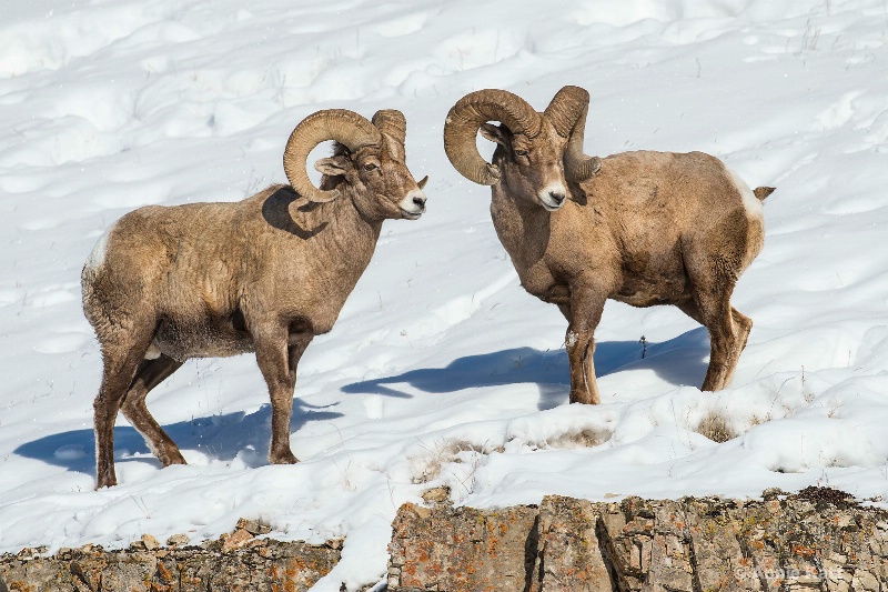 two bighorn sheep - ID: 14837161 © Annie Katz