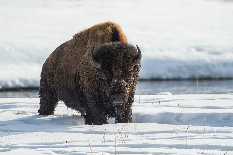 wet bison after river crossing - ID: 14837163 © Annie Katz
